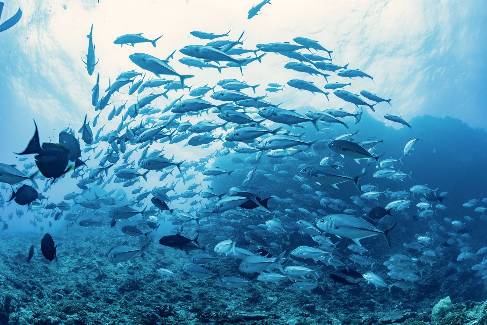Fish Martinque Fishing in Martinique – Deep Sea and Coastal Fishing Trips